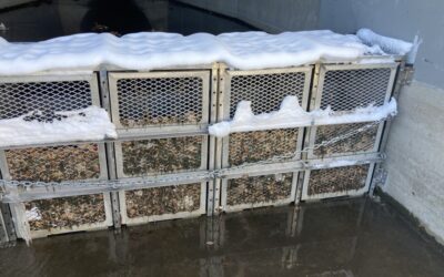 Spring Cleaning: The Importance of Stormwater Maintenance After Winter